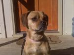 Dogs Puggle